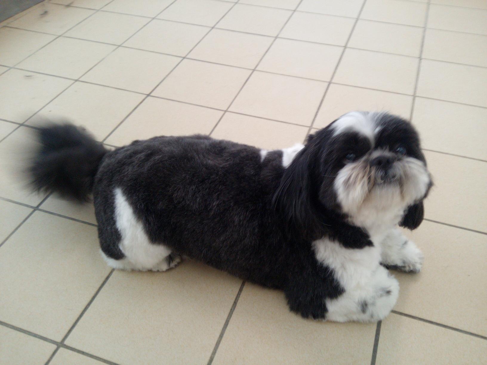 Coupe Ciseaux Shih-Tzu